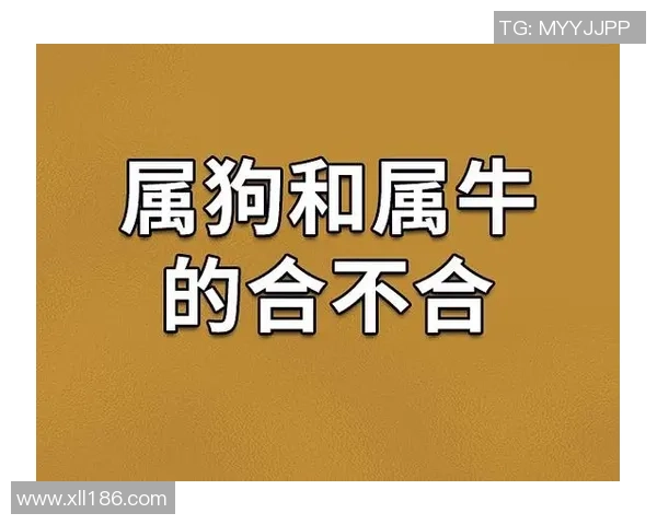 十二生肖与足球球星:探索12位代表性球员的生肖命运与职业生涯